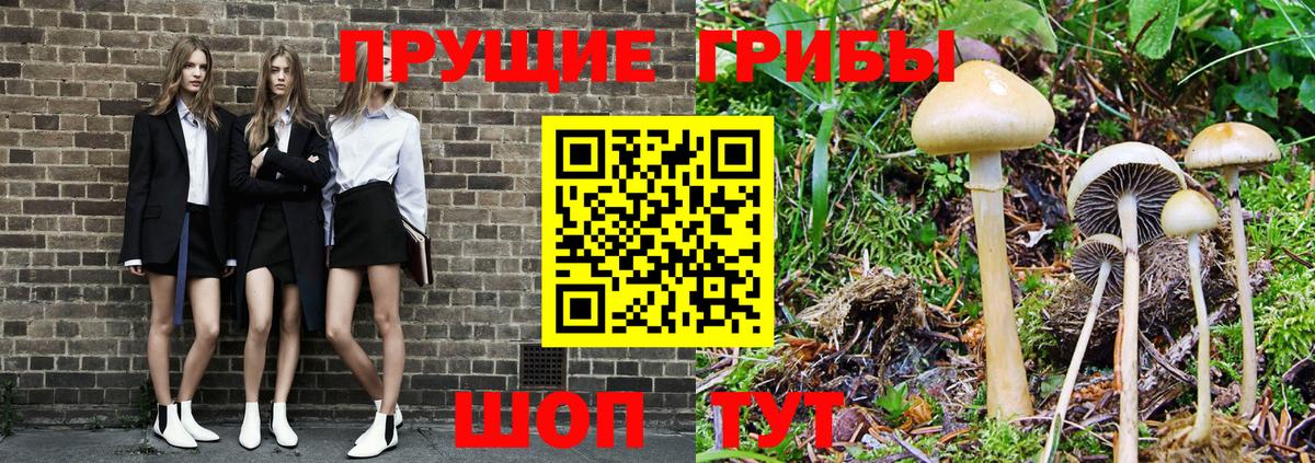 Псилоцибиновые грибы Cubensis Кольчугино